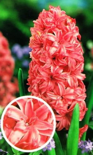  Гіацинт махровий Chestnut Flower